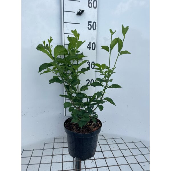 Euonymus europaeus 'Red Cascade' - 3,0L