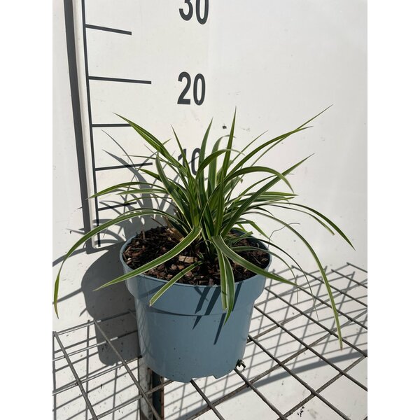 Carex morrowii 'Ice Dance' - 2,0L