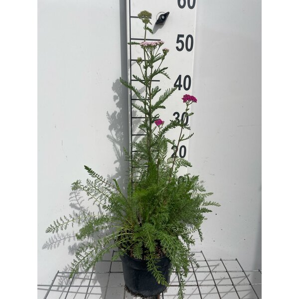 Achillea m. 'Cerise Queen' - 2,0L
