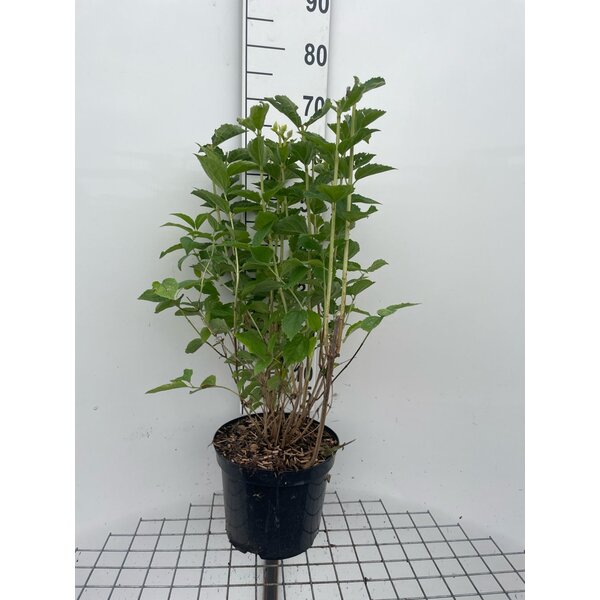 Philadelphus coronarius - 7,5L