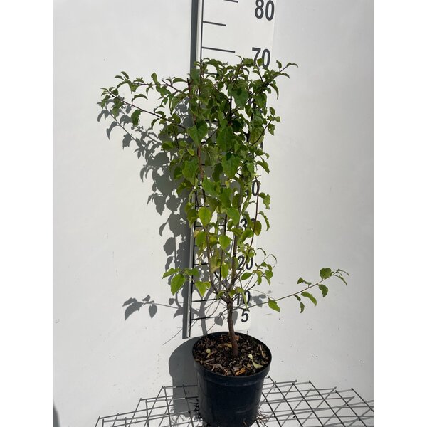 Prunus spinosa - 3,0L 60+