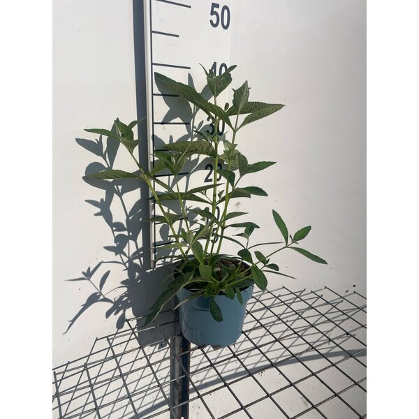 Buddleja weyeriana 'Sungold' - 2,0L