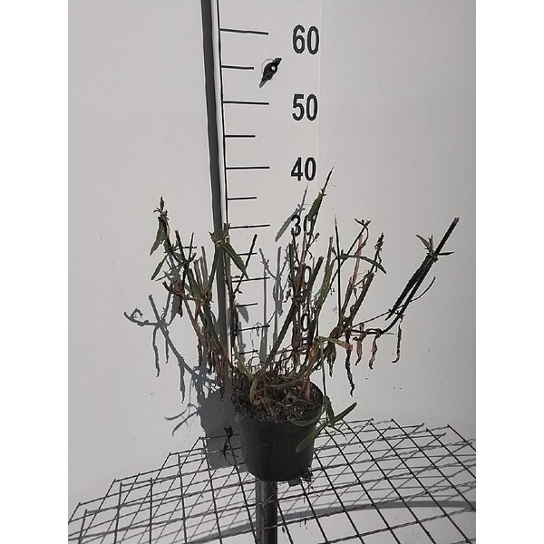Verbena bonariensis - 2,0L