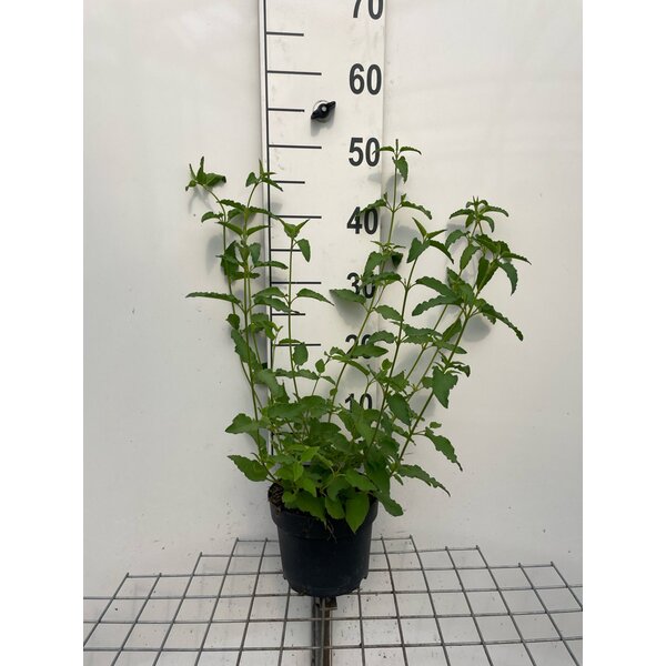 Cistus hybridus (=Corbariensis) - 2,0L