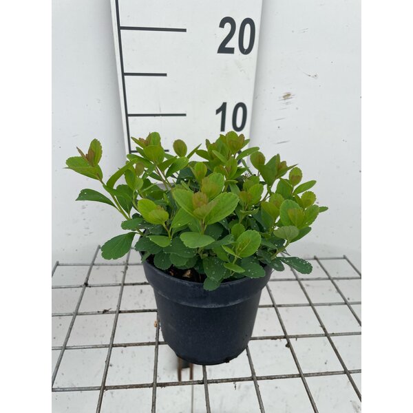 Spiraea betulifolia 'Tor' - 1,3L