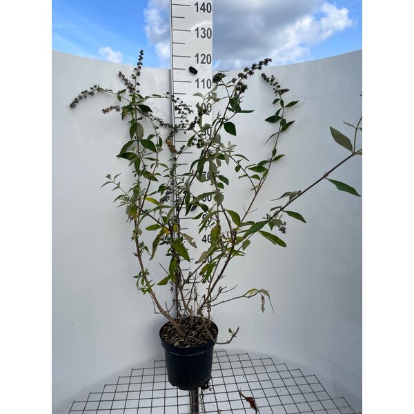 Buddleja weyeriana 'Sungold' - 7,5L 80+