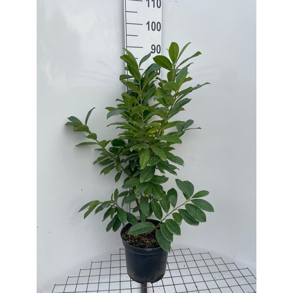 Prunus l. 'Novita' - 7,5L 80+