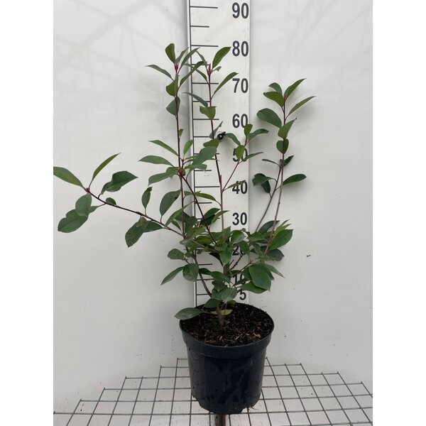 Photinia fraseri 'Red Robin' - 7,5L 60+