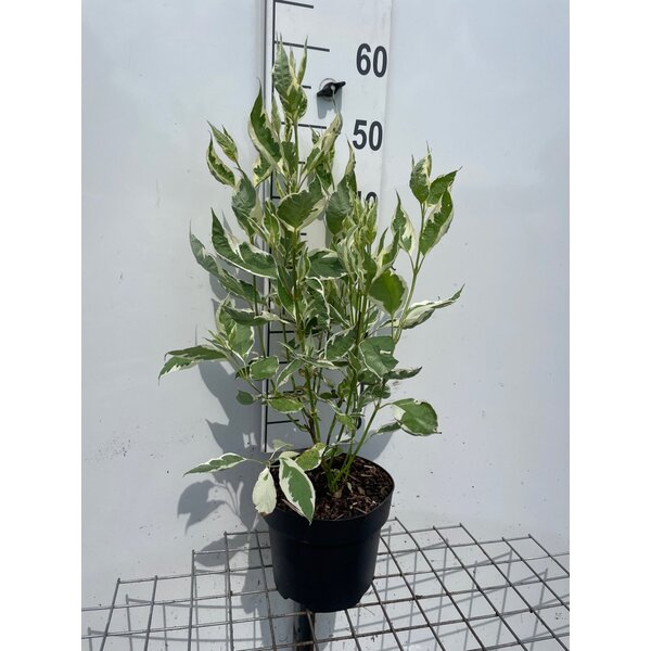 Cornus alba Ivory Halo - 3,0L