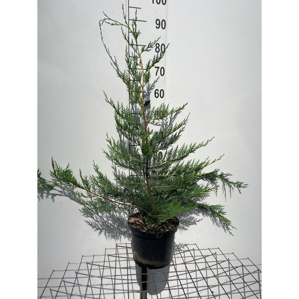 Cupressocyparis leylandii - 5,0L