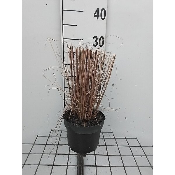 Miscanthus sin. 'Graziella' - 2,0L
