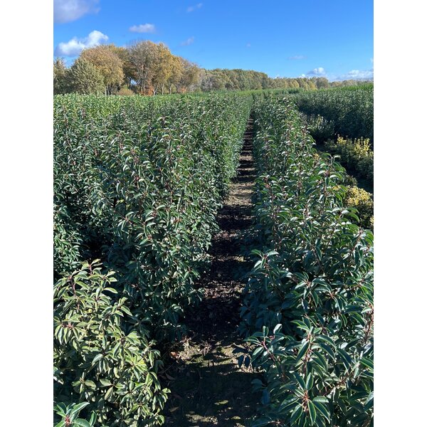 Prunus lusitanica 'Angustifolia' - met kluit 100+