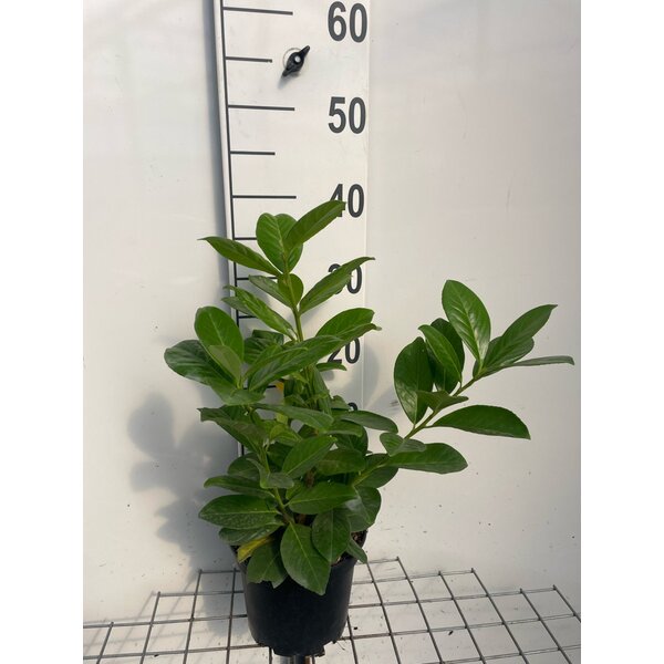 Prunus l. 'Novita' - 2,0L 30+