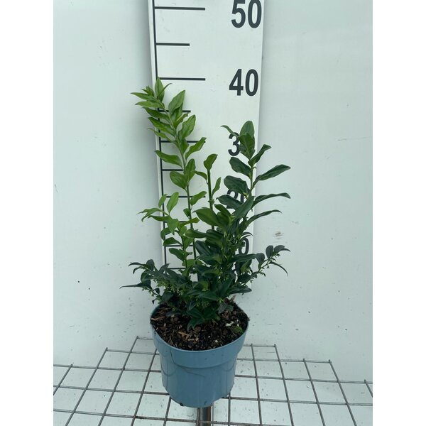 Sarcococca confusa - 2,0L 30+