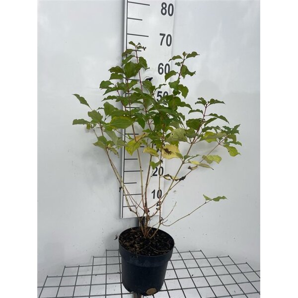 Cornus sang. 'Winter Beauty' - 3,0L 50+