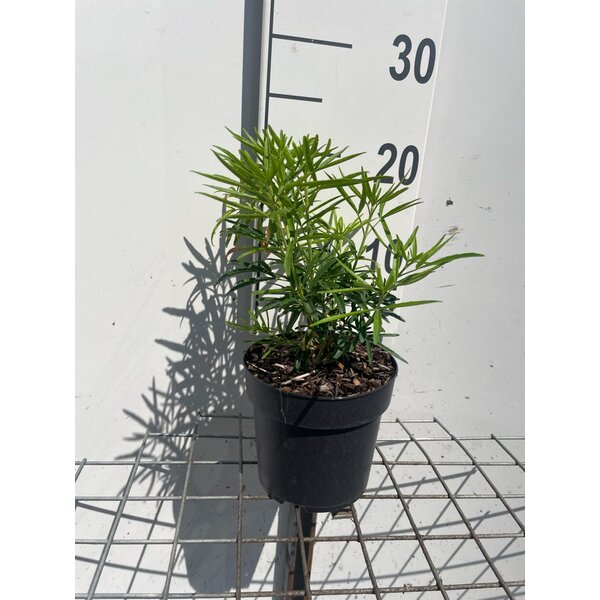 Choisya 'Aztec Pearl' - 1,3L