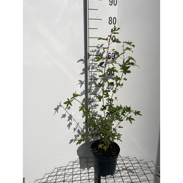 Acer palmatum - 3,0L 60+