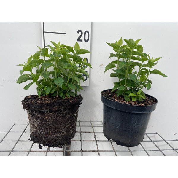 Philadelphus coronarius - 3,0L