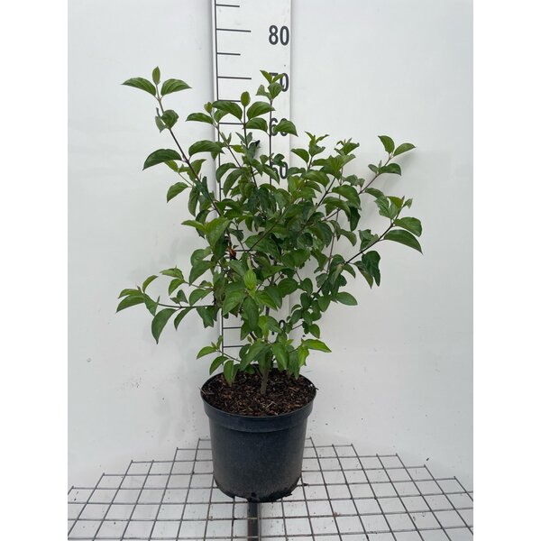 Cornus sanguinea - 7,5L