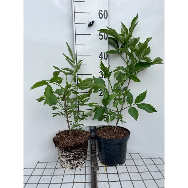 Sambucus nigra - 3,0L