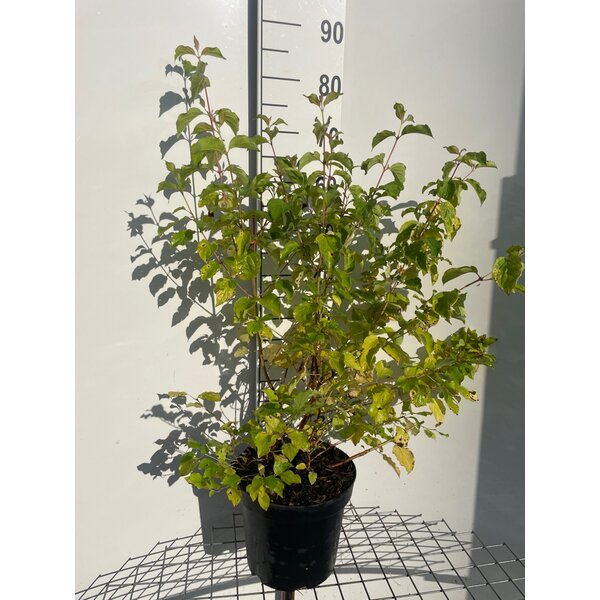 Cornus sang. 'Midwinter Fire' - 7,5L 60+