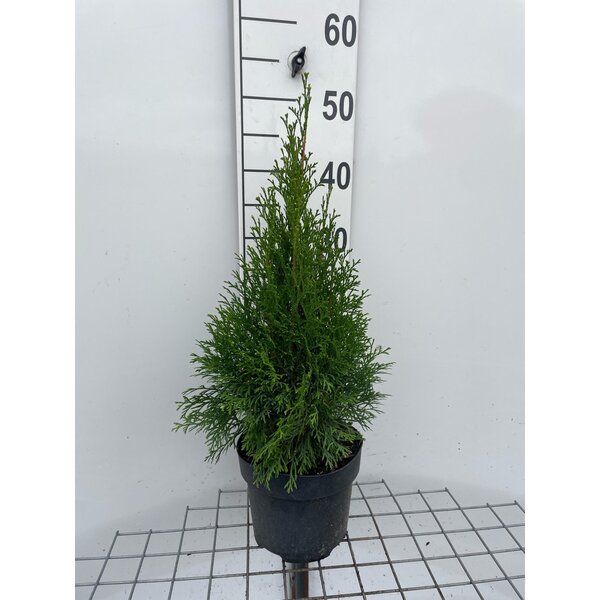 Thuja occ. 'Smaragd' - 3,0L 40+