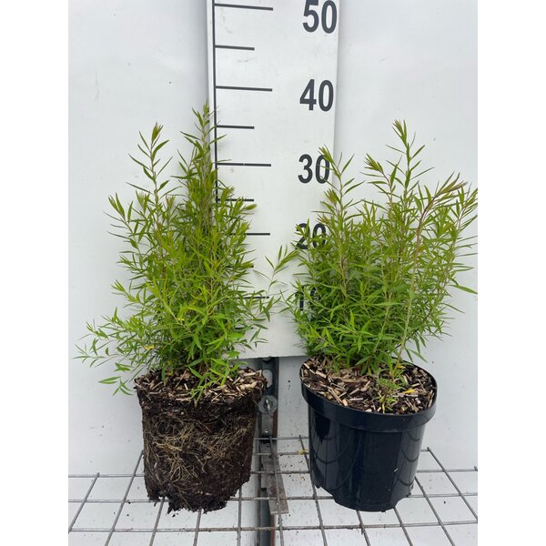Spiraea thunbergii - 3,0L