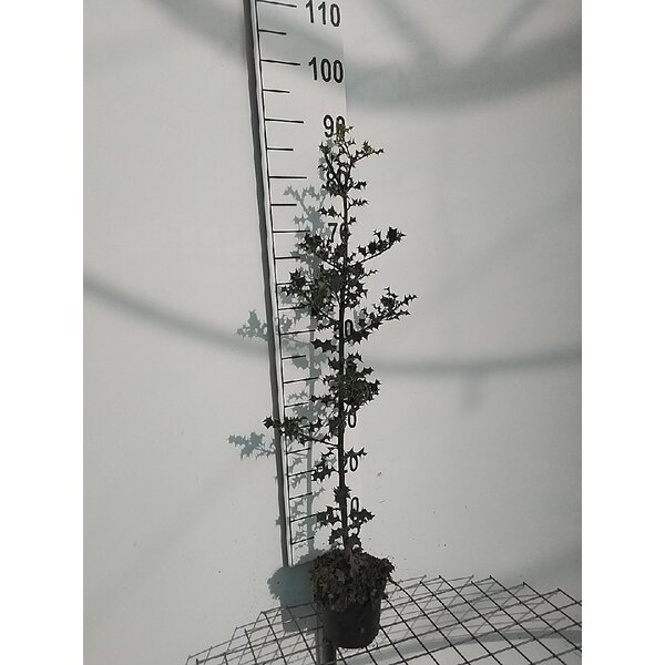 Ilex aquifolium - 1,3L 80+