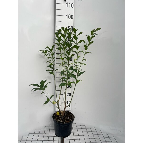 Euonymus europaeus - 5,0L