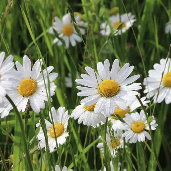 Leucanthemum vulgare