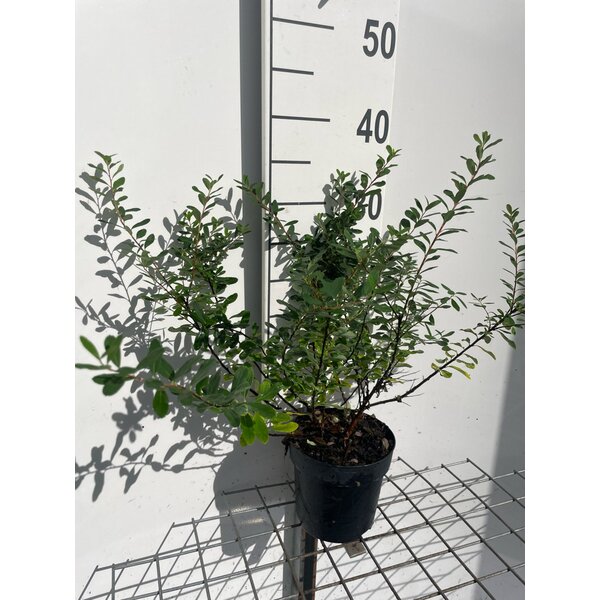 Spiraea nipp. 'Snowmound' - 1,3L