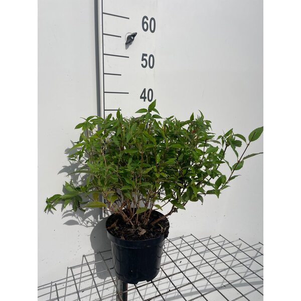 Deutzia gracilis - 3,0L 30+