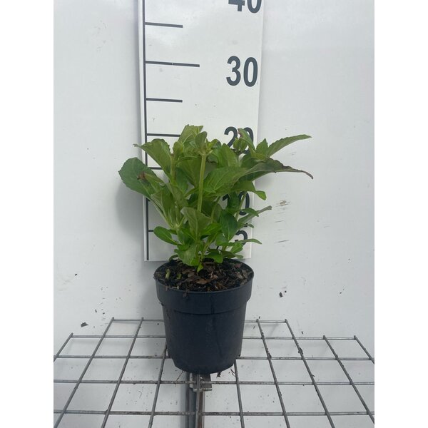 Hydrangea m. 'Mad. Emile Mouillère' - 1,3L