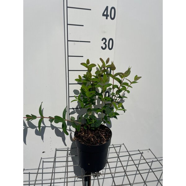 Hypericum 'Hidcote' - 1,3L