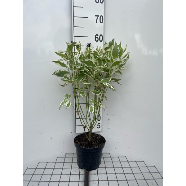 Cornus alba 'Elegantissima' - 3,0L