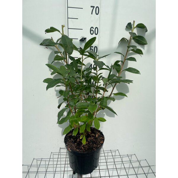 Rhododendron (bladverliezend) 'Jolie Madame' Roze - 5,0L