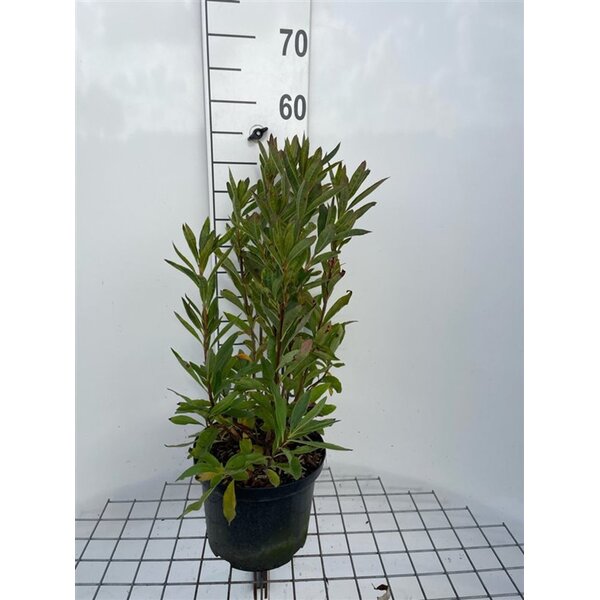 Rhododendron (bladverliezend) 'Nabucco' Rood - 5,0L 50+