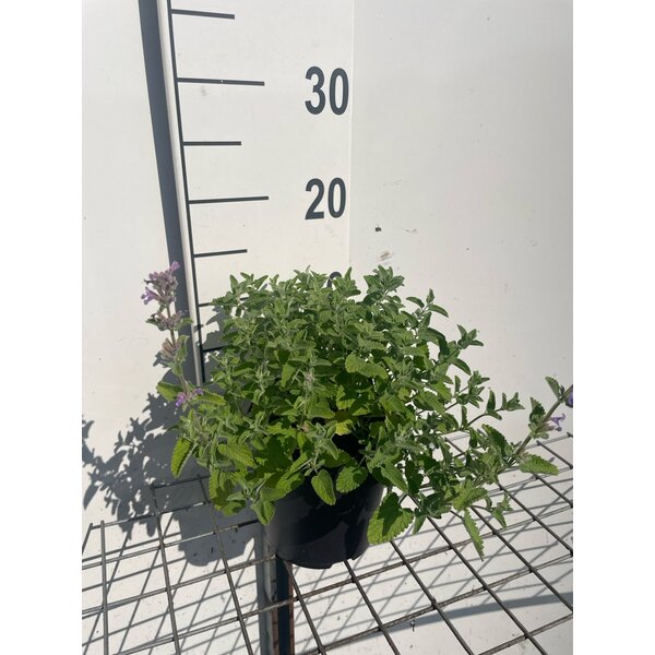 Nepeta mussinii - 1,3L