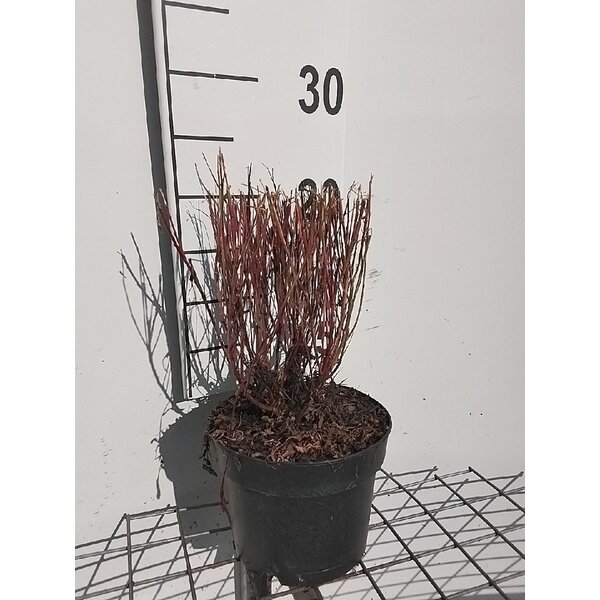 Gaura lindh. 'Siskiyou Pink' - 2,0L