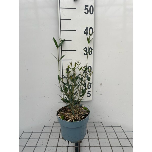 Phillyrea angustifolia - 2,0L 30+