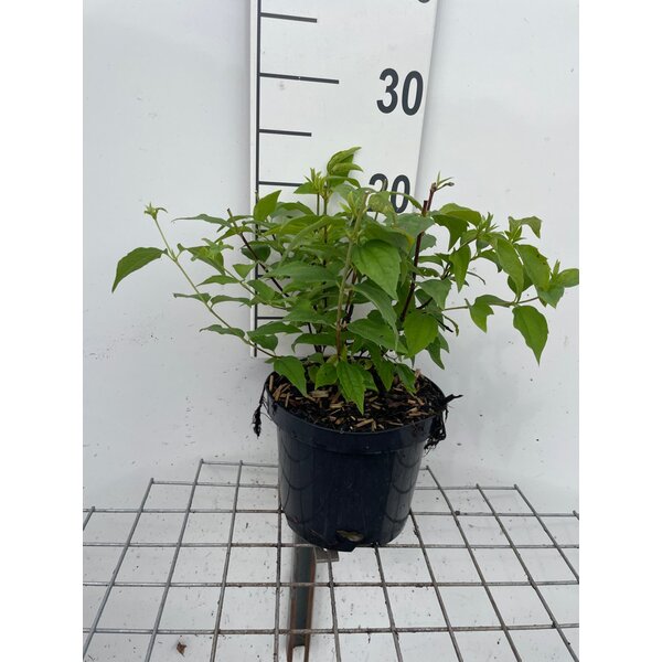Philadelphus 'Belle Etoile' - 3,0L