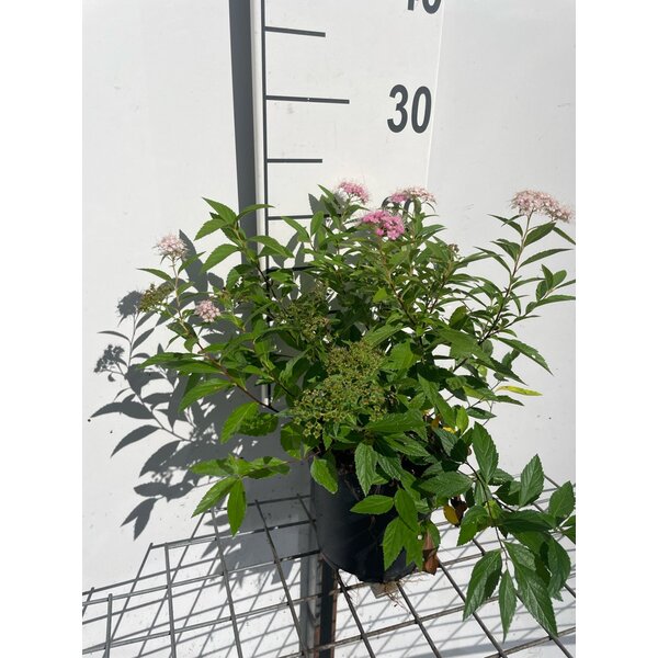 Spiraea jap. 'Genpei' - 1,3L