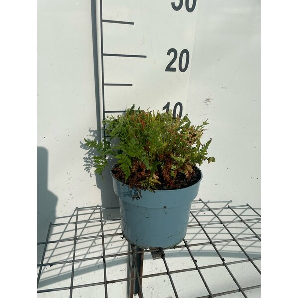 Athyrium filix-femina - 2,0L