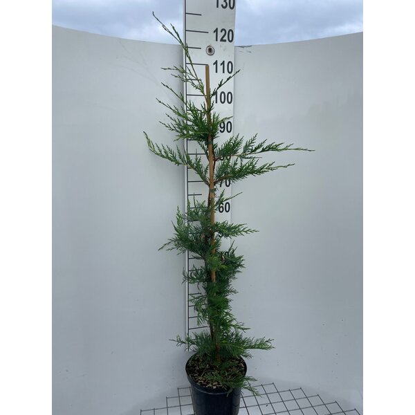 Cupressocyparis leylandii - 5,0L 100+
