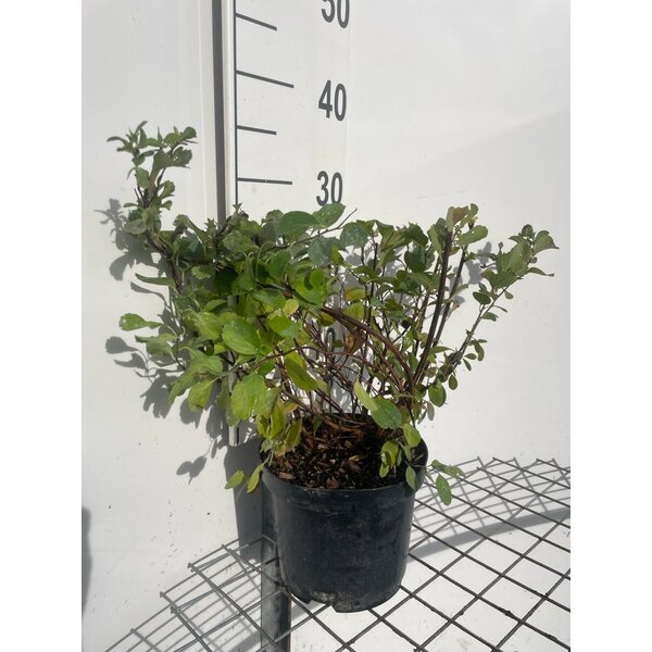 Spiraea betulifolia 'Tor' - 3,0L 20+