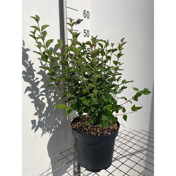 Syringa 'Josée' - 7,5L