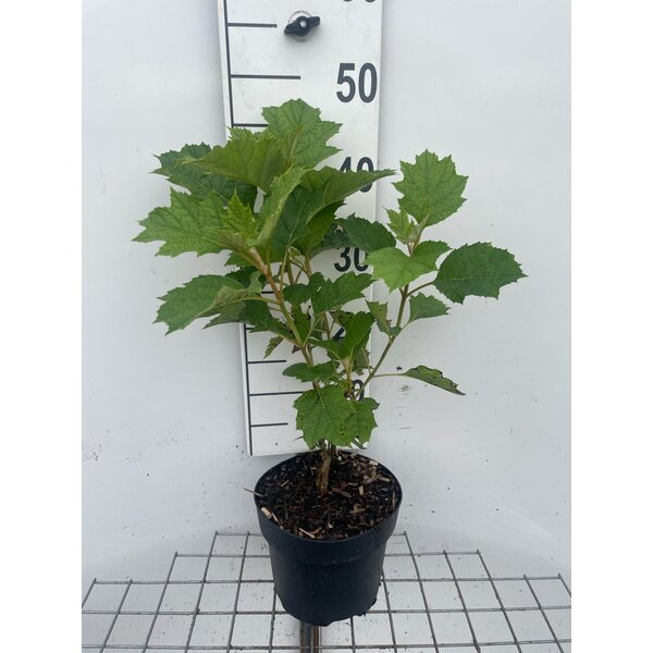 Hydrangea querc. 'Alice' - 3,0L