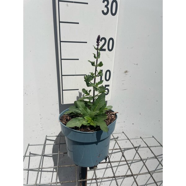Salvia nemorosa 'Caradonna' - 2,0L