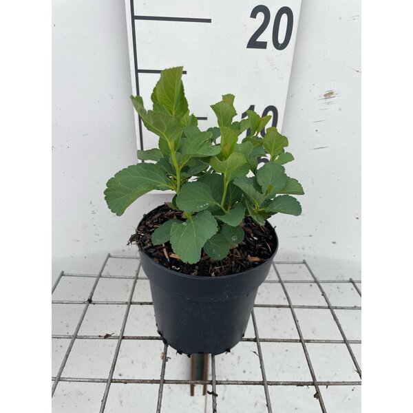 Spiraea betulifolia - 1,3L