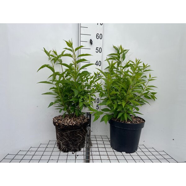 Forsythia int. 'Lynwood' - 7,5L
